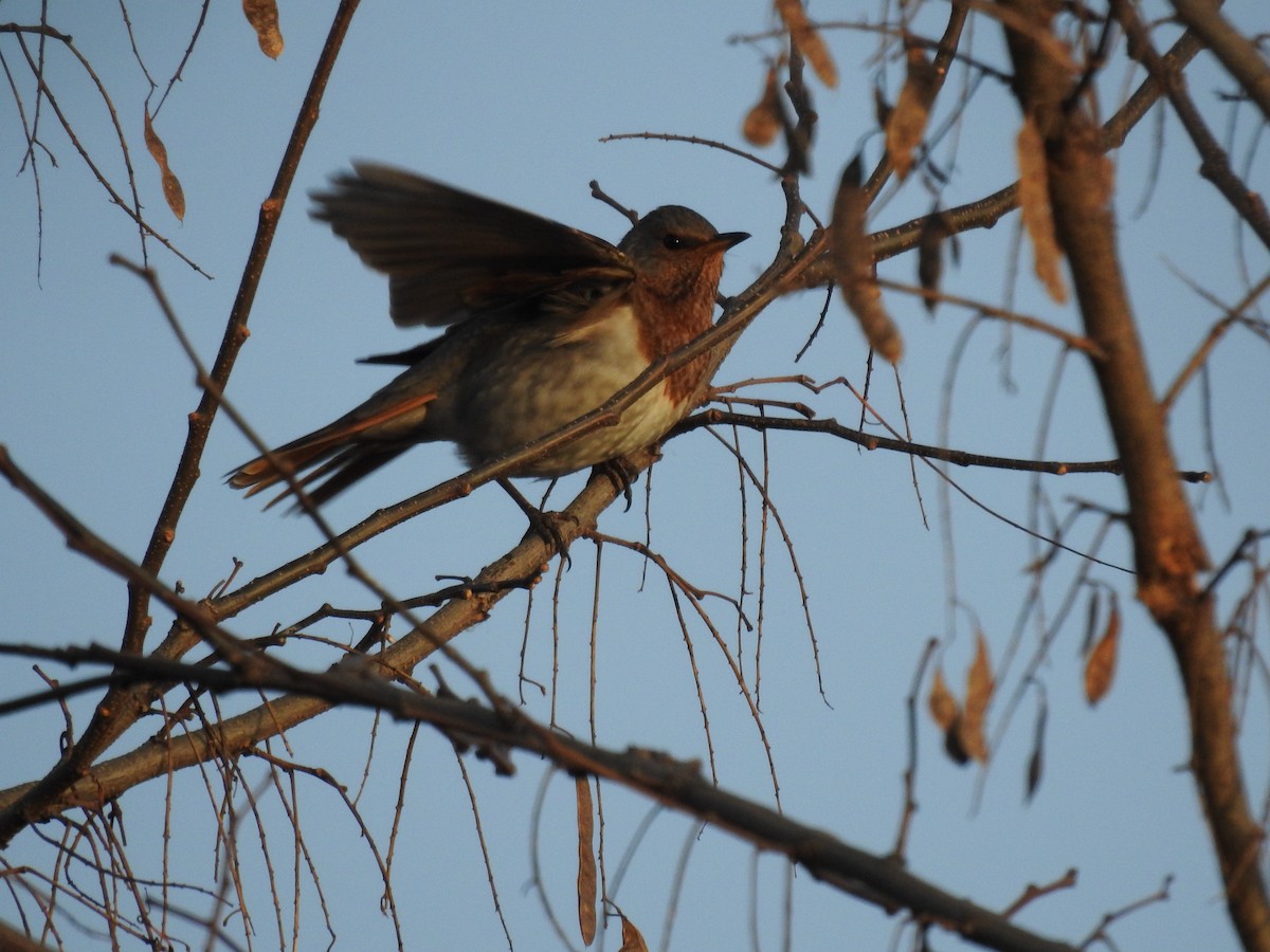 Red-throated Thrush - ML646080572