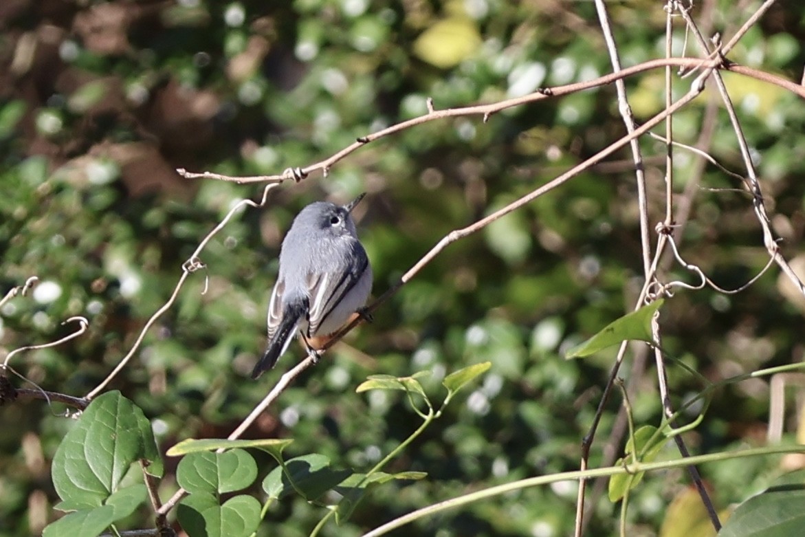 ブユムシクイ - ML646080574