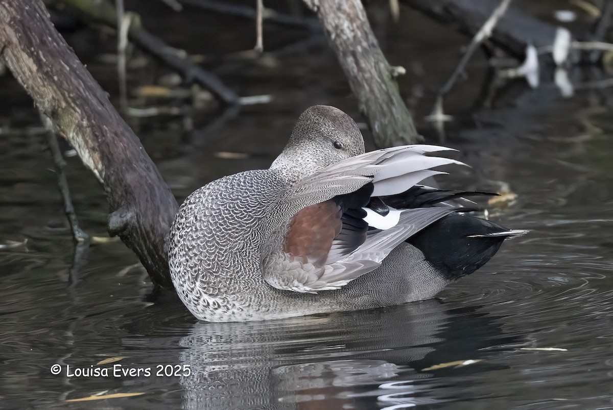 Серая утка - ML646080584