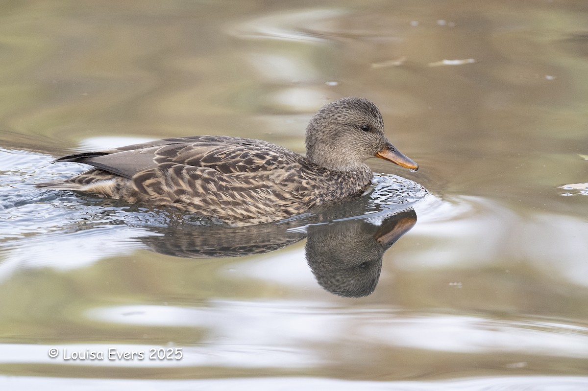 Серая утка - ML646080594