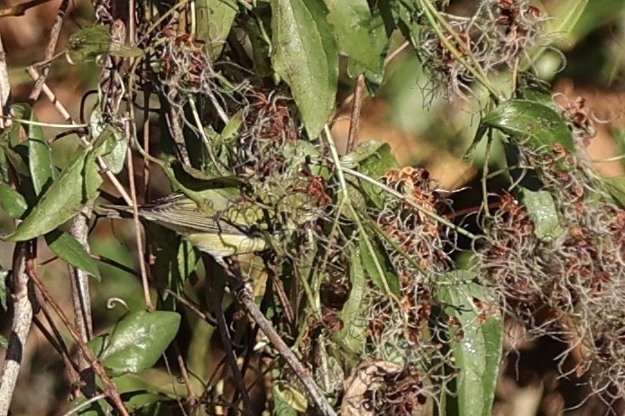 Tennessee Warbler - ML646080595