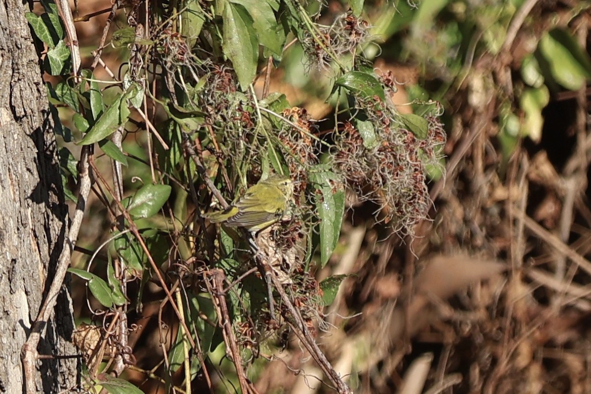 Tennessee Warbler - ML646080596