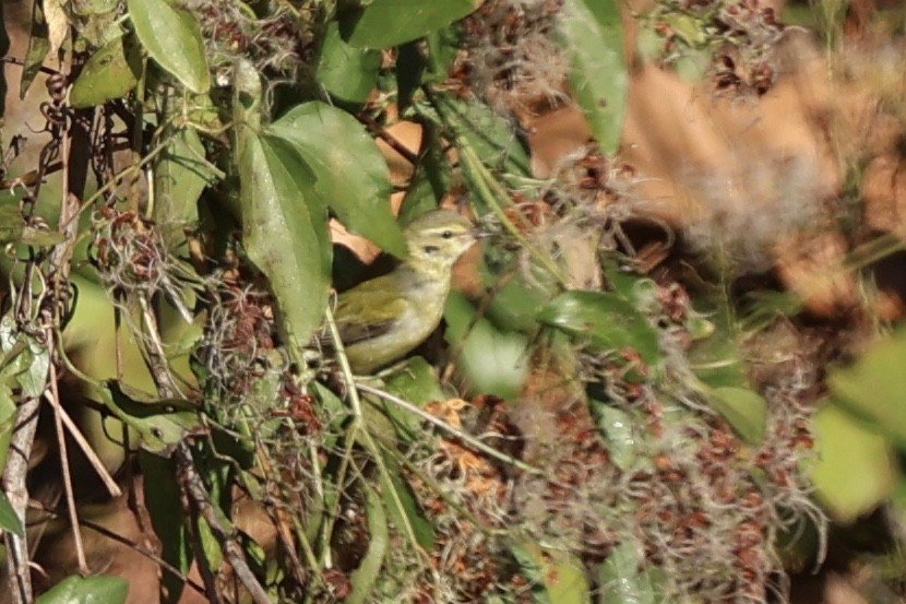 Tennessee Warbler - ML646080597