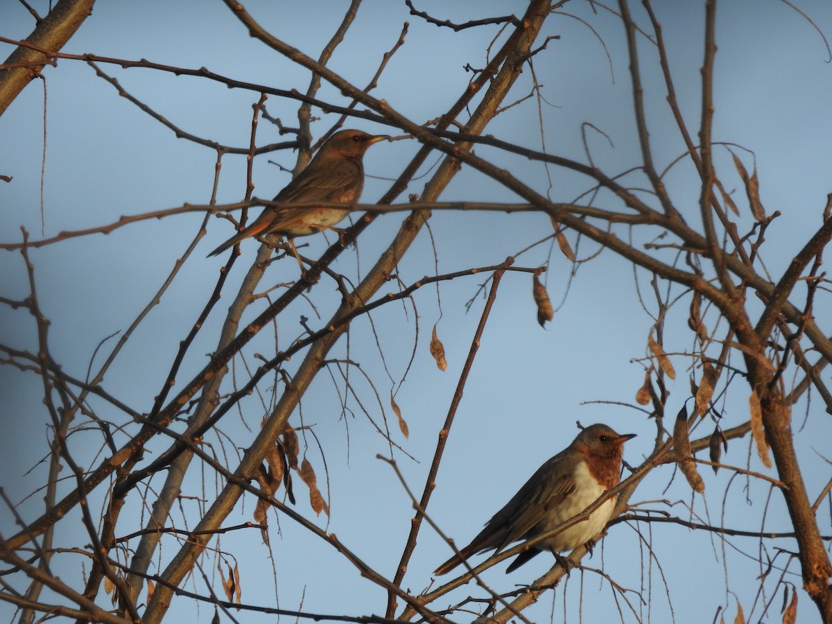 Red-throated Thrush - ML646080598