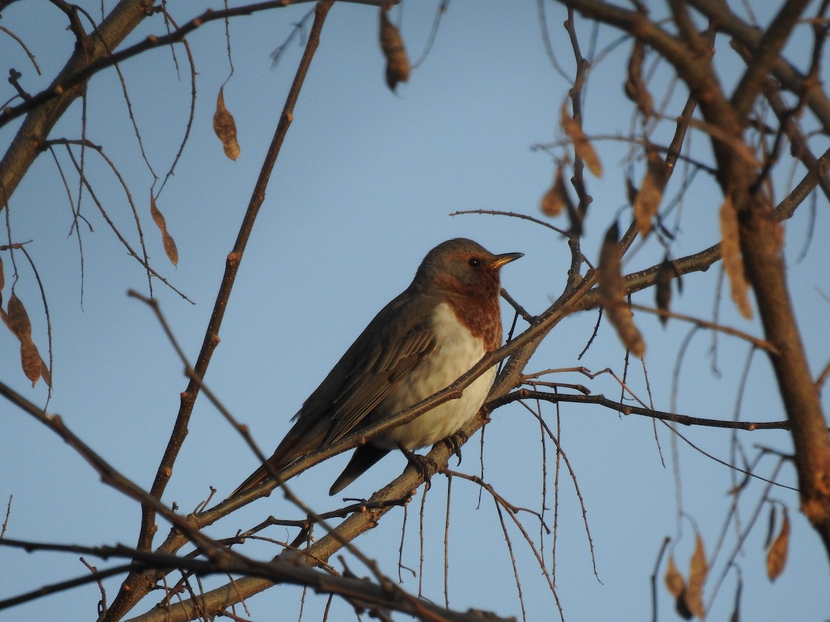 Red-throated Thrush - ML646080599