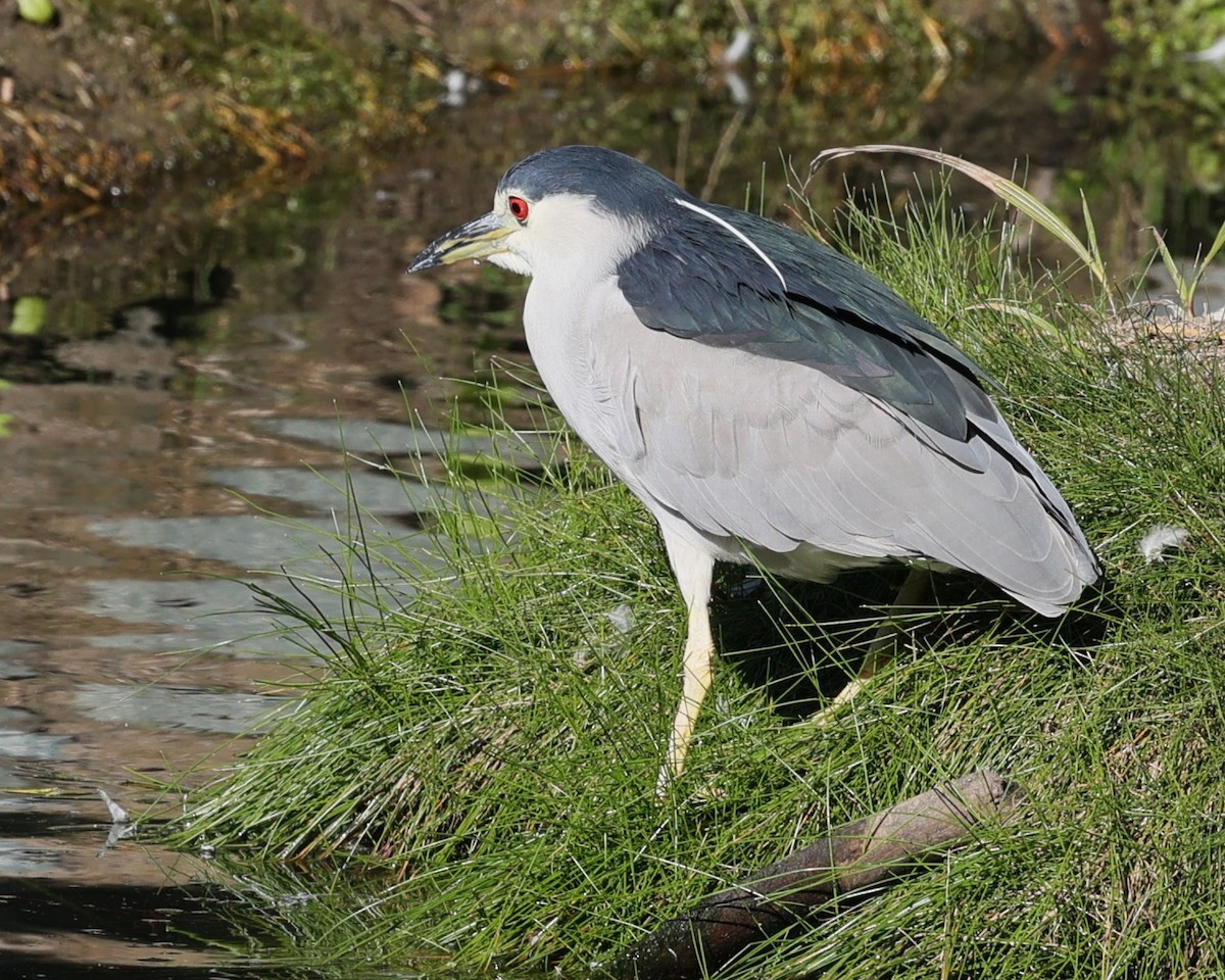 Black-crowned Night Heron - ML646080607