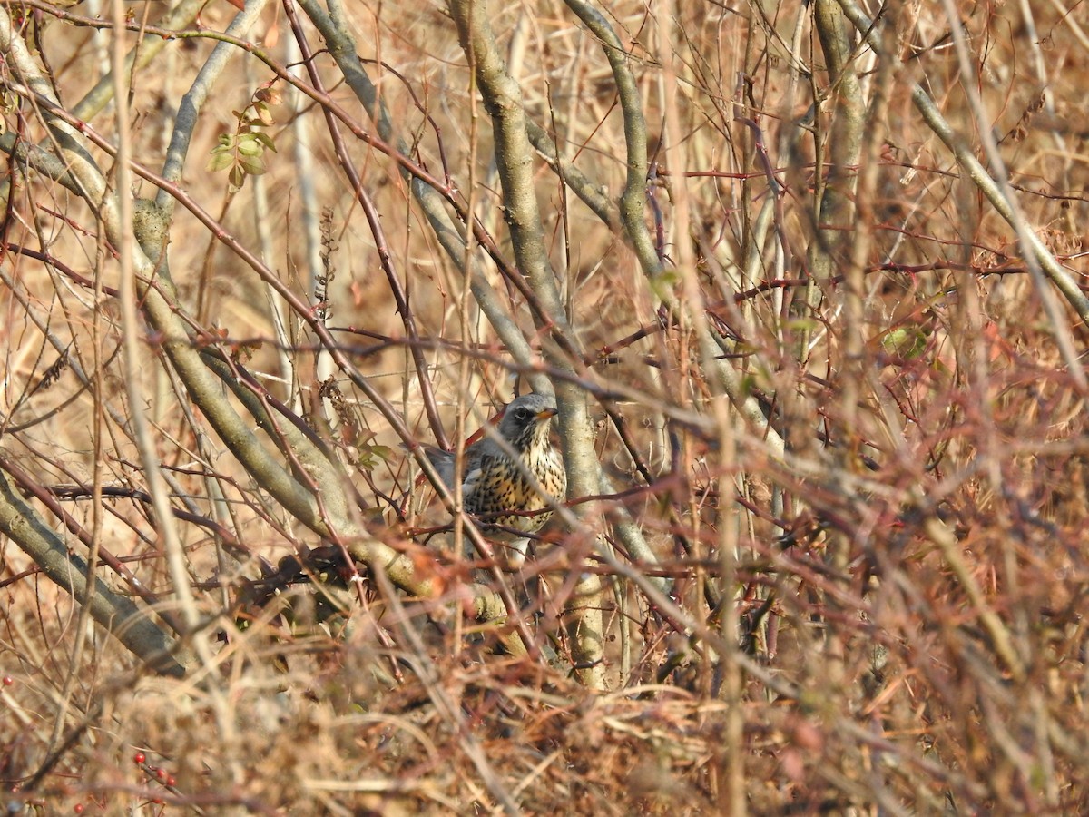 Fieldfare - ML646080608