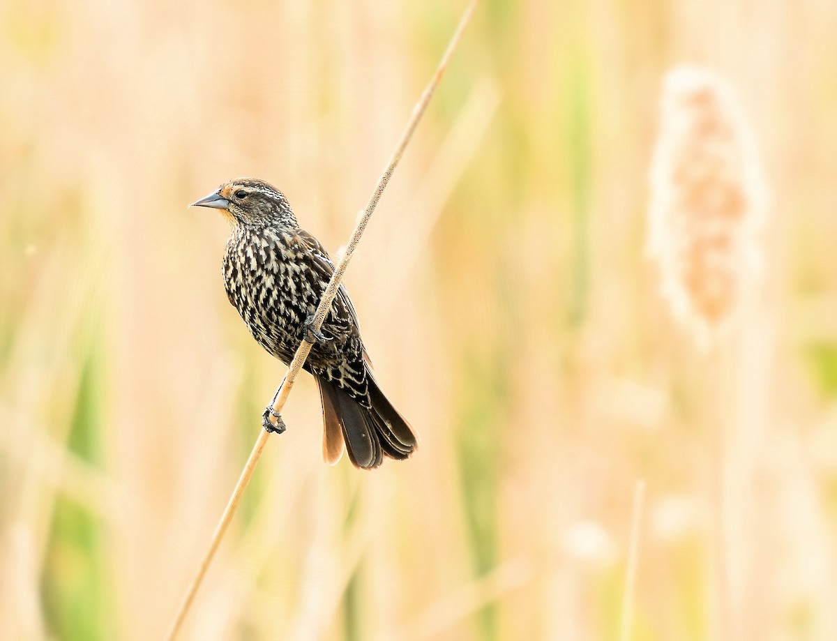 Red-winged Blackbird - ML646080616