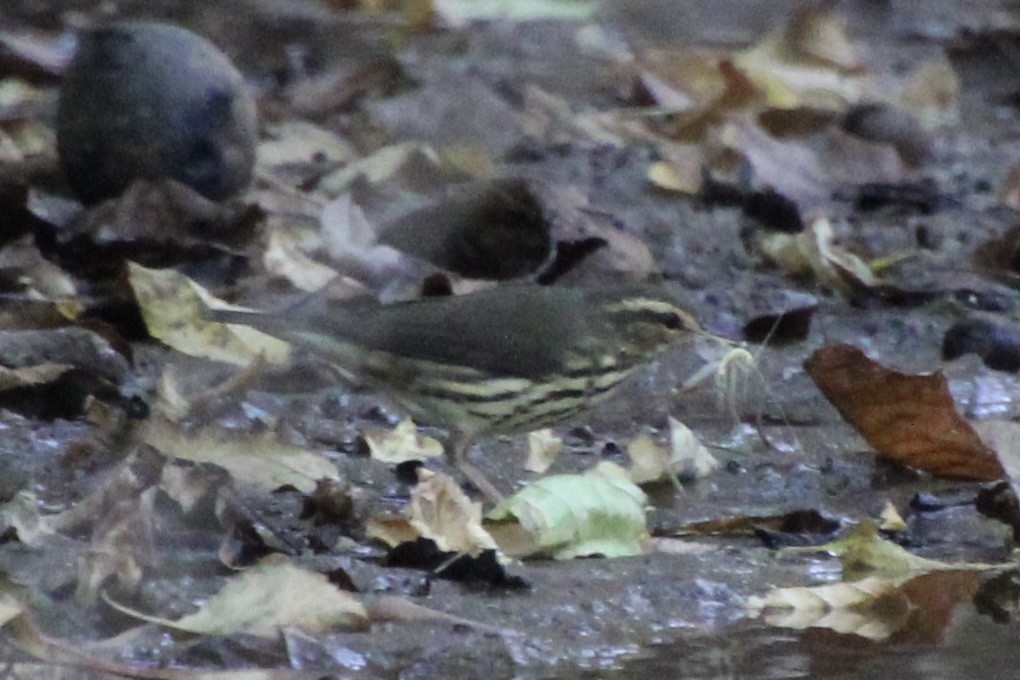 Northern Waterthrush - ML646080617