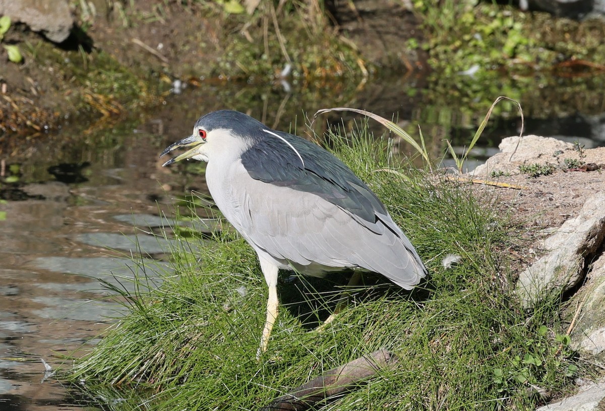 Black-crowned Night Heron - ML646080618