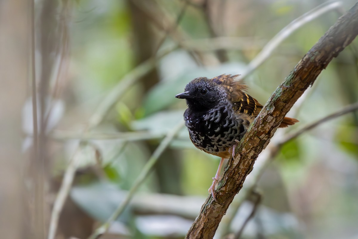 Scalloped Antbird - ML646080619
