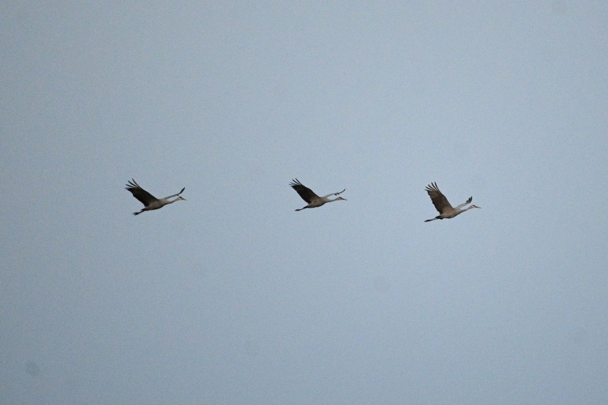 Орог тогоруу - ML646080621