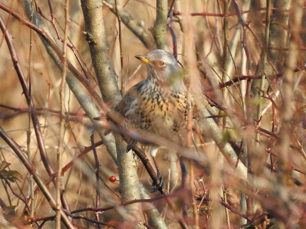 Fieldfare - ML646080623
