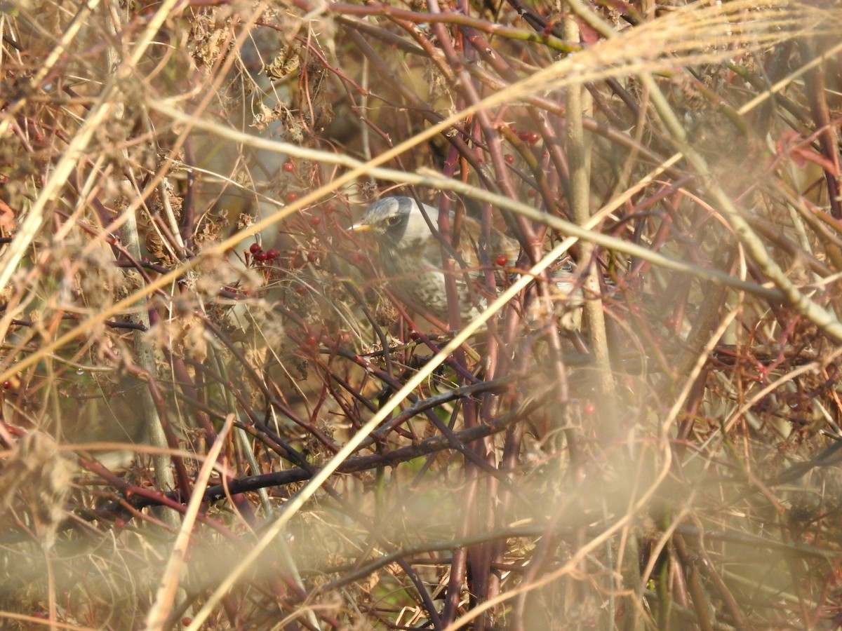 Fieldfare - ML646080624