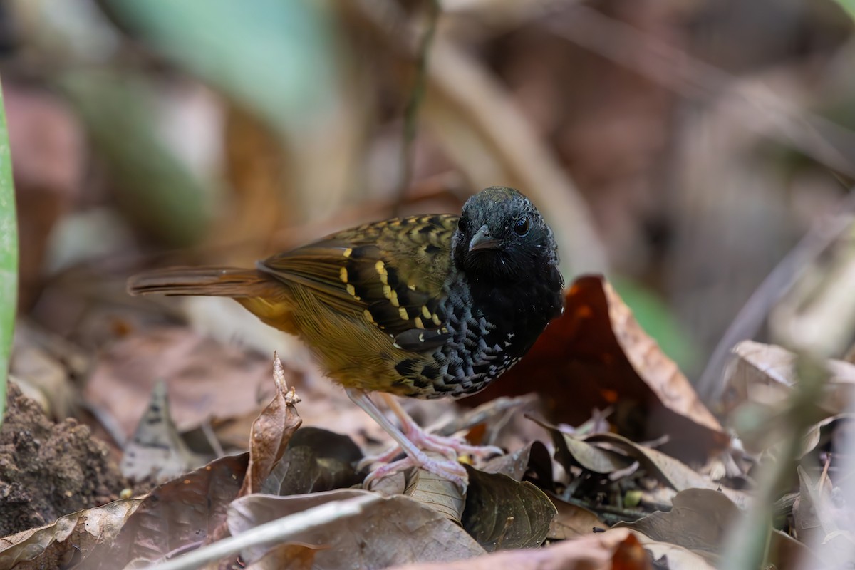 Scalloped Antbird - ML646080627