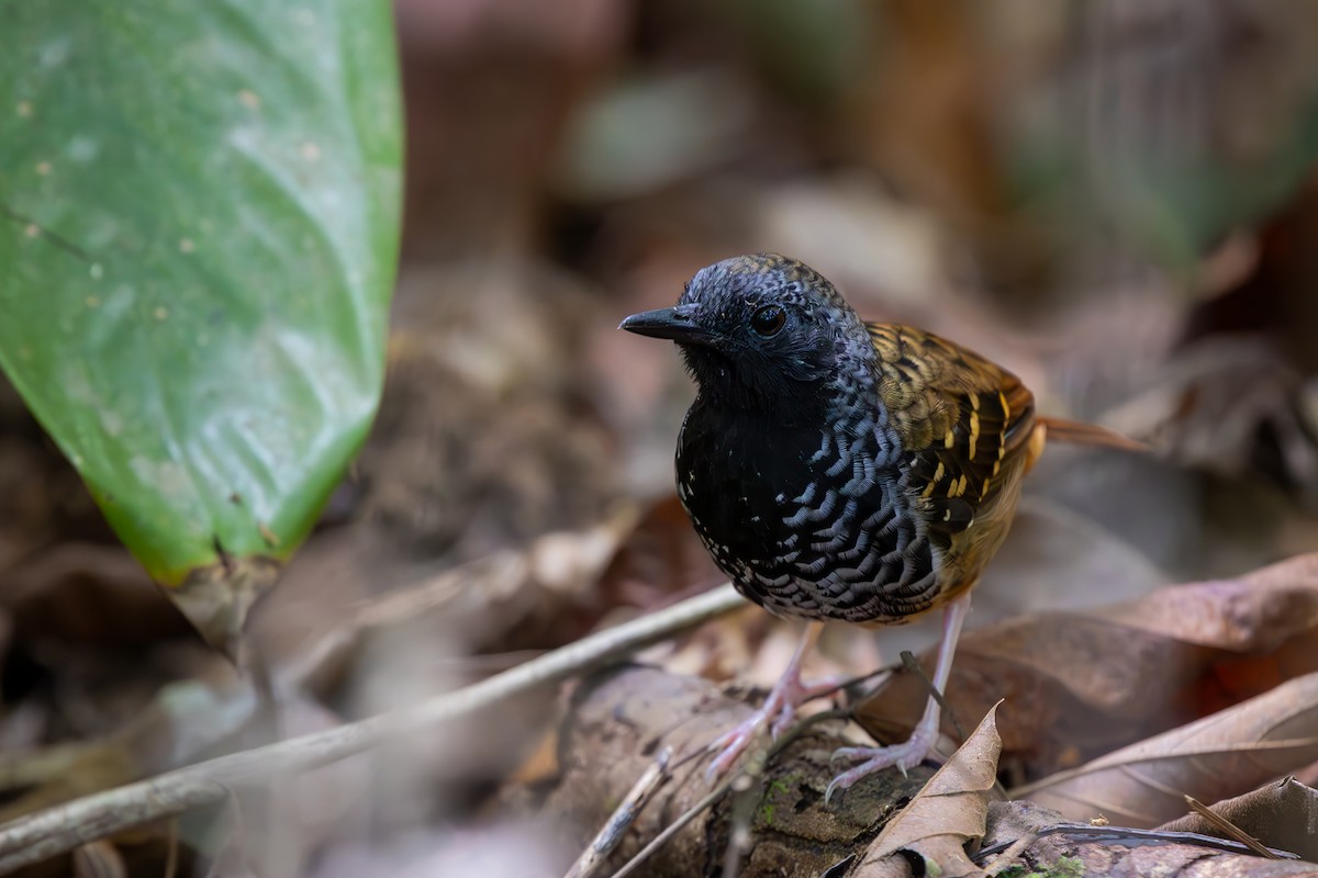 Scalloped Antbird - ML646080628
