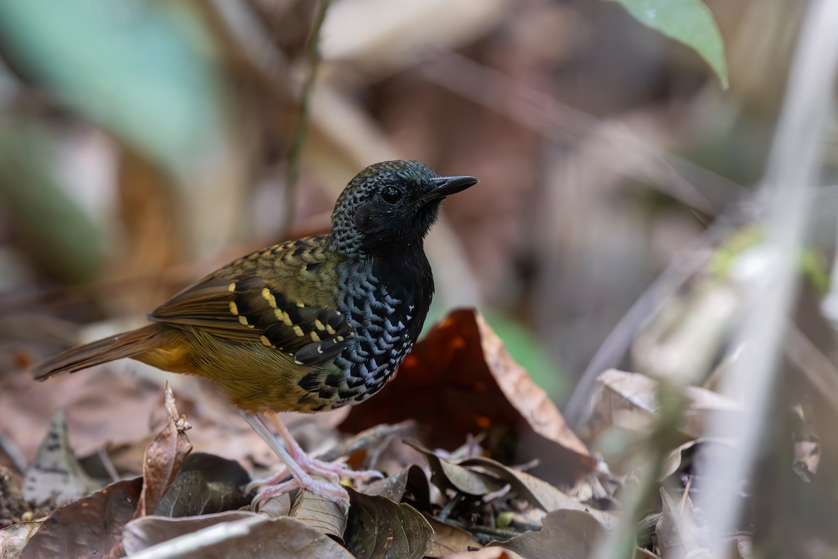 Scalloped Antbird - ML646080629