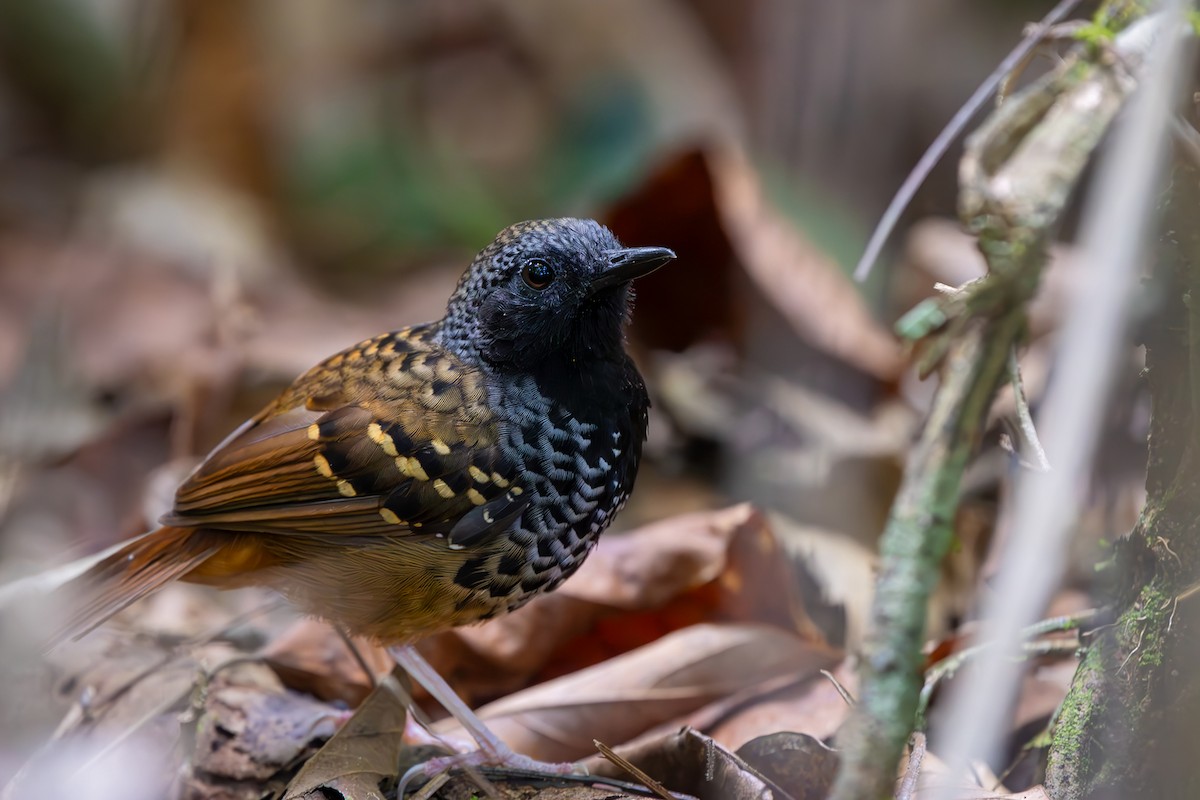Scalloped Antbird - ML646080630