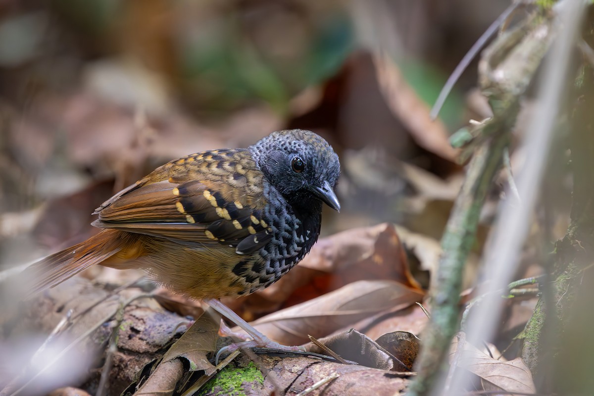 Scalloped Antbird - ML646080631