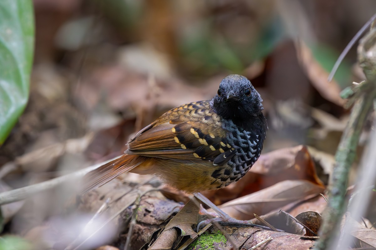 Scalloped Antbird - ML646080632