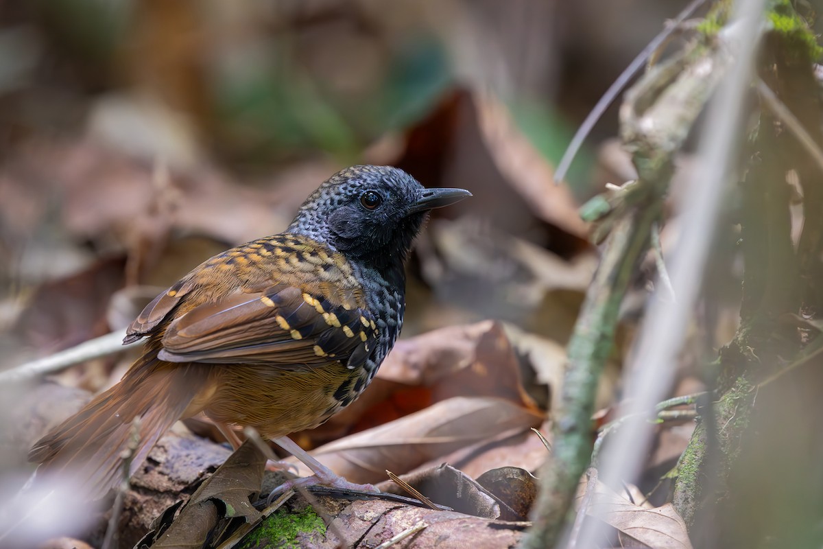 Scalloped Antbird - ML646080633