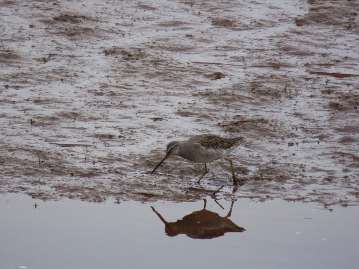 Uzun Gagalı Suçulluğu - ML646080636