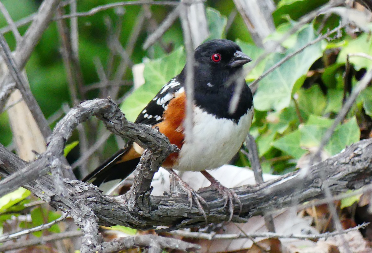 Spotted Towhee - ML646080640