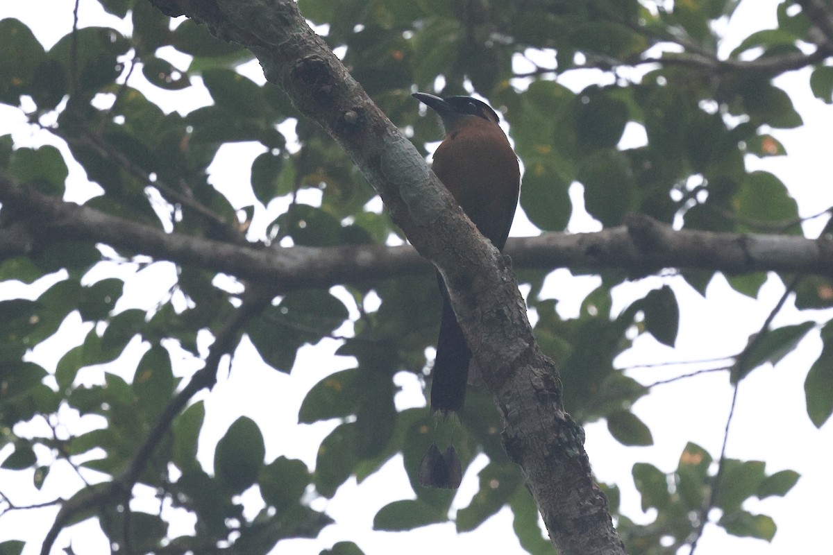 Lesson's Motmot - ML646080644