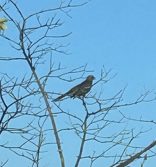 Northern Mockingbird - ML646080647