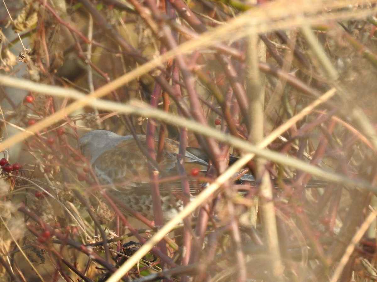 Fieldfare - ML646080649