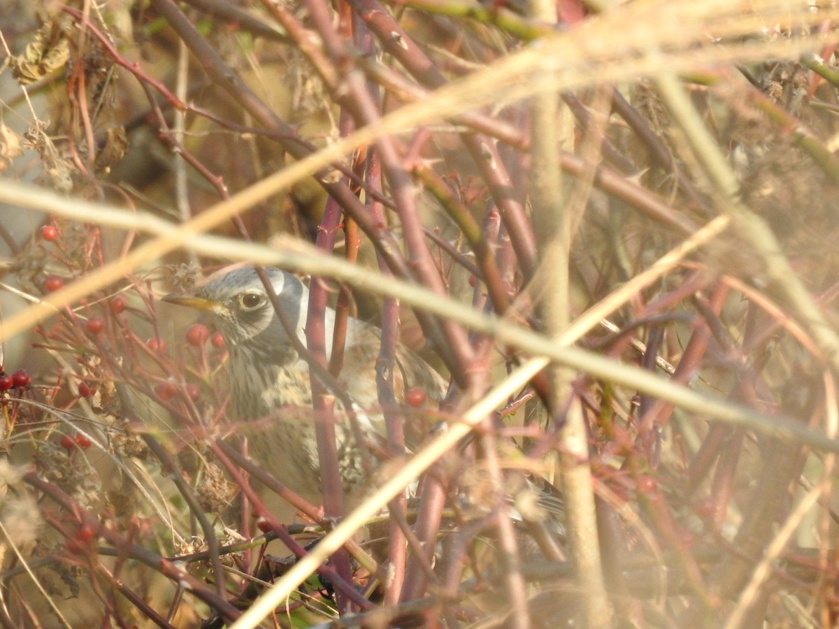 Fieldfare - ML646080650