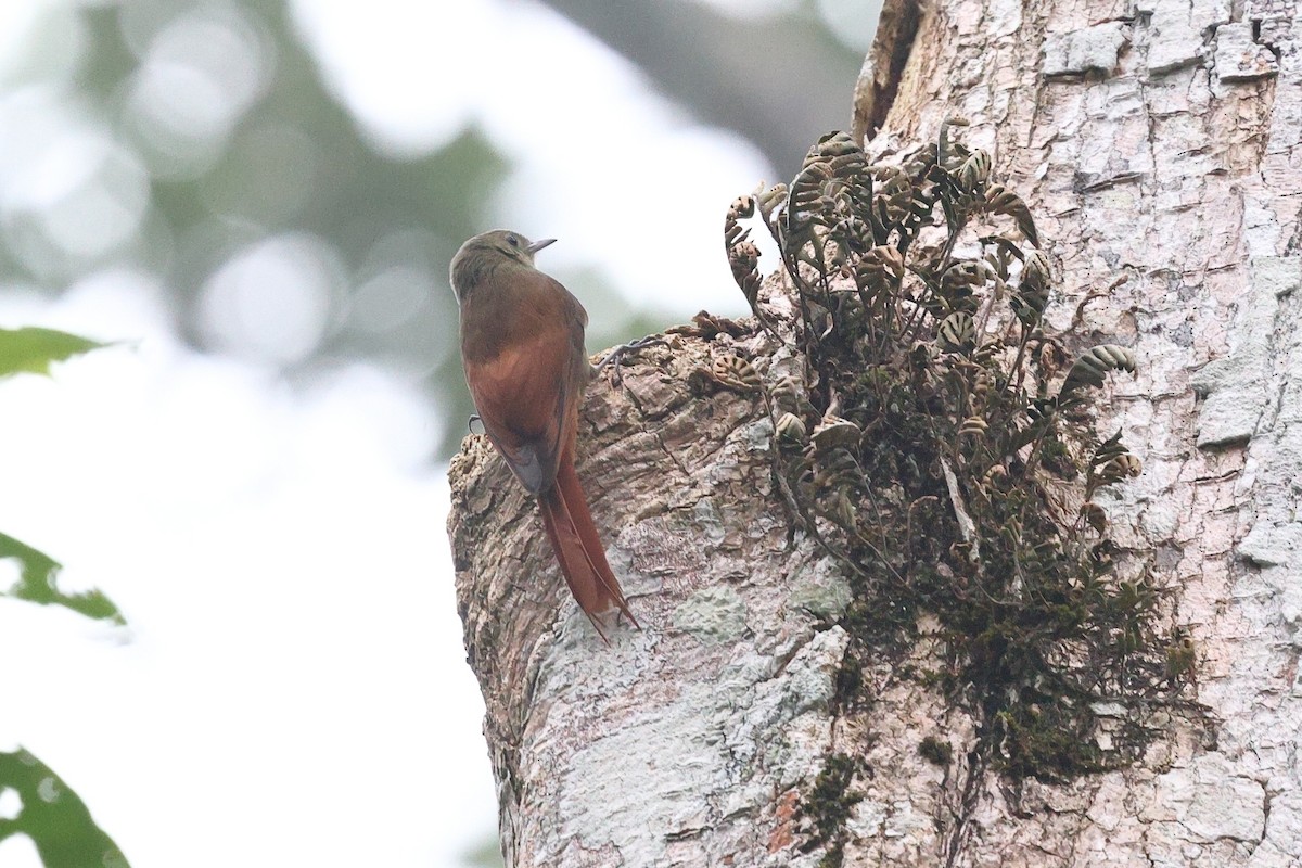 Olivaceous Woodcreeper (Grayish) - ML646080652