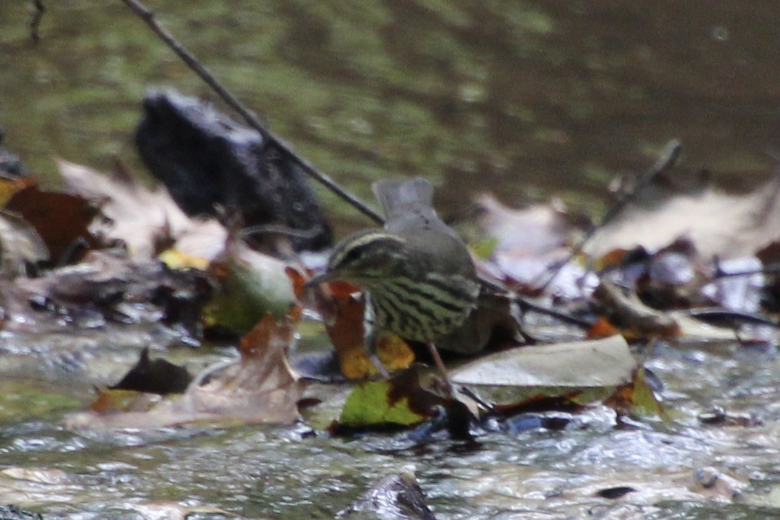Northern Waterthrush - ML646080655
