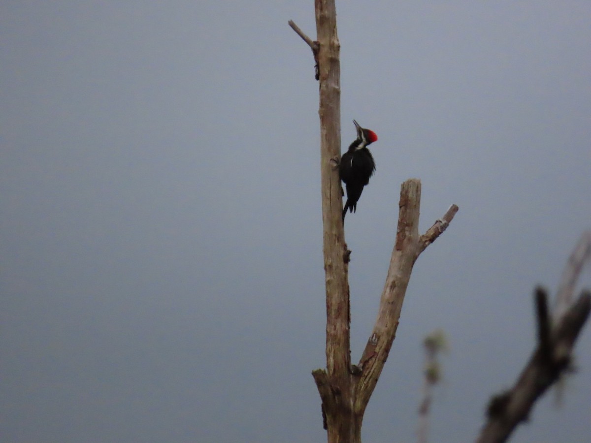 Kuzey Amerika Kara Ağaçkakanı - ML646080658