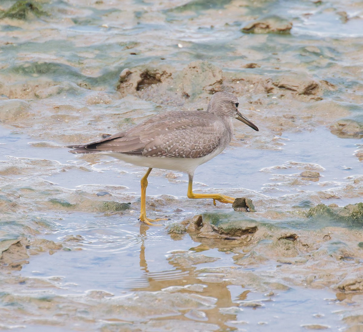 黃足鷸 - ML646080659