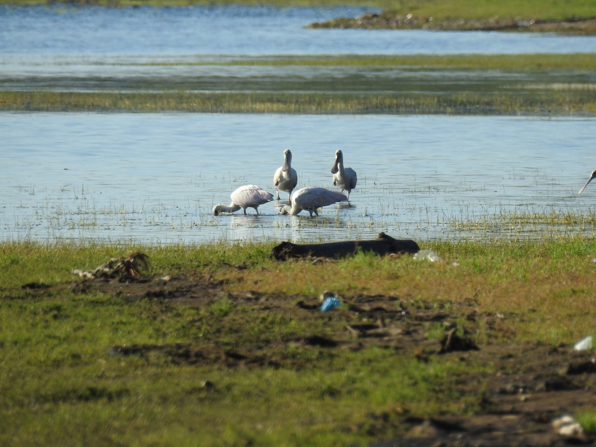 Косар рожевий - ML646080672