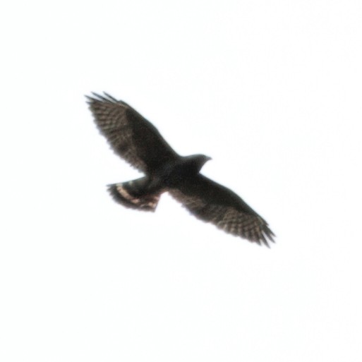 Broad-winged Hawk - ML646080676