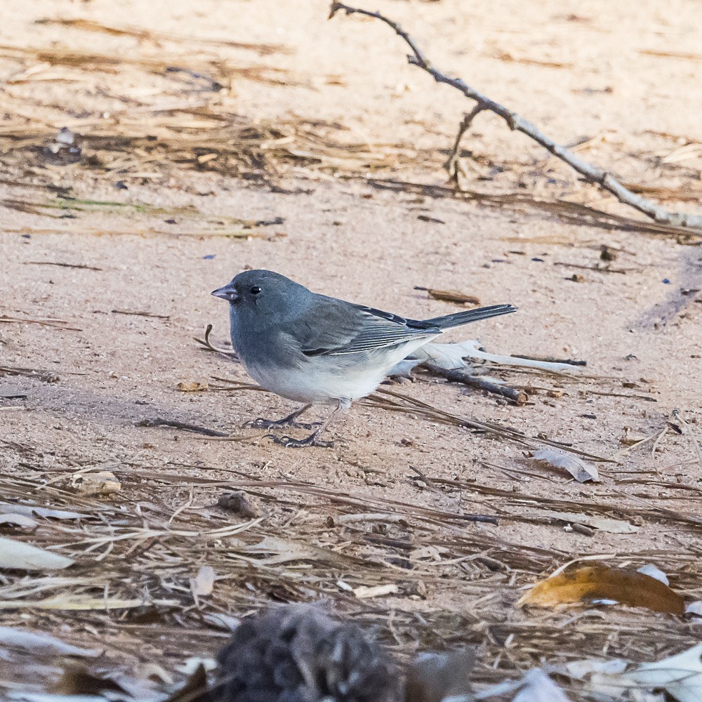 Dark-eyed Junco - ML646080682