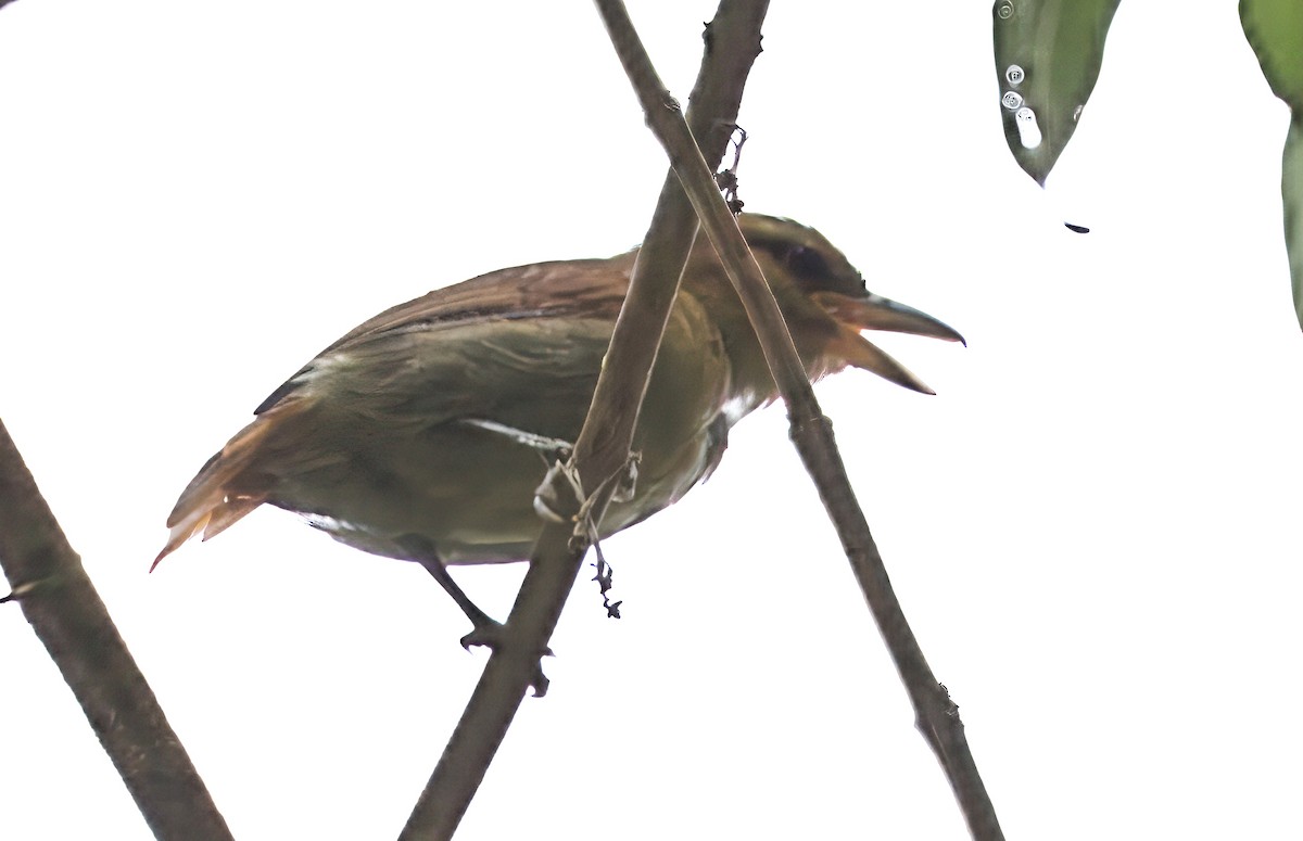 Russet Antshrike - ML646080686