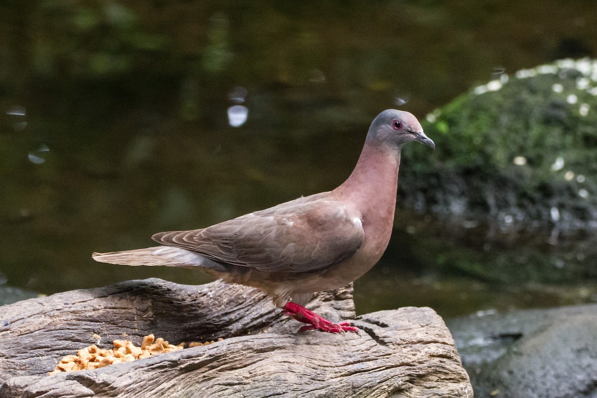 Paloma Colorada - ML646080688