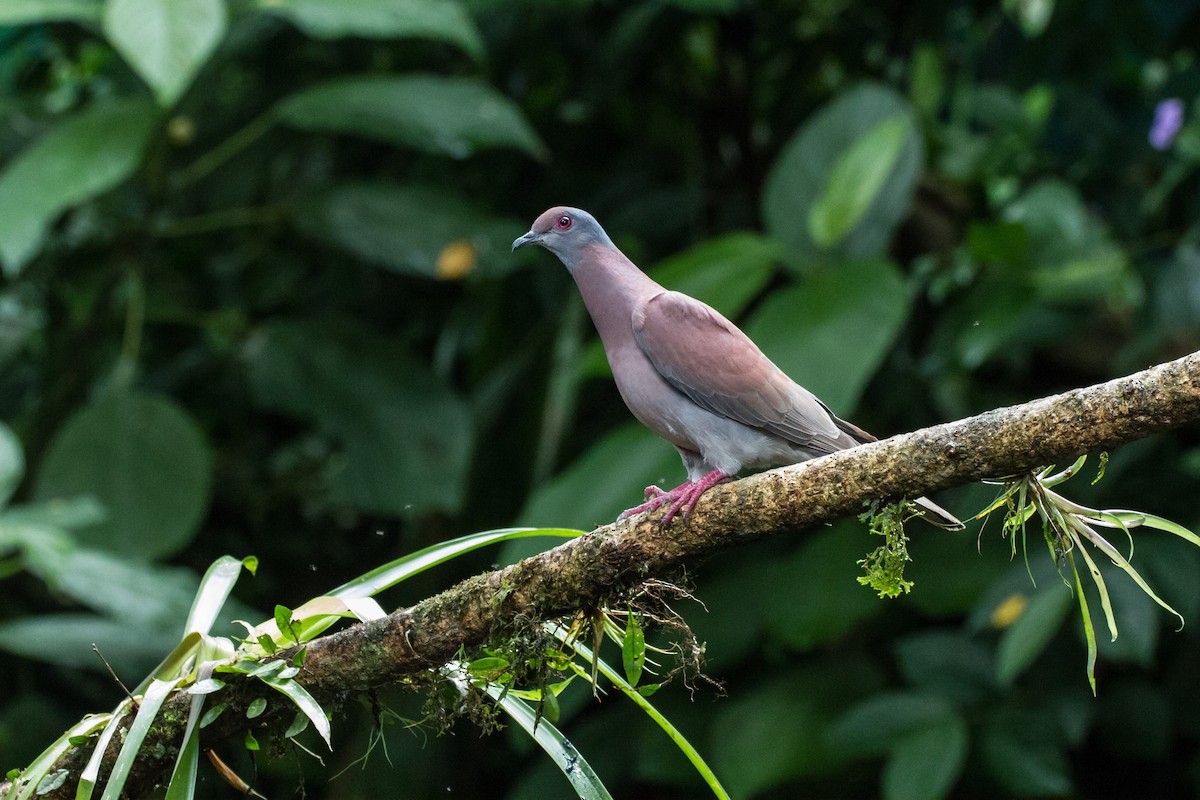 Paloma Colorada - ML646080689