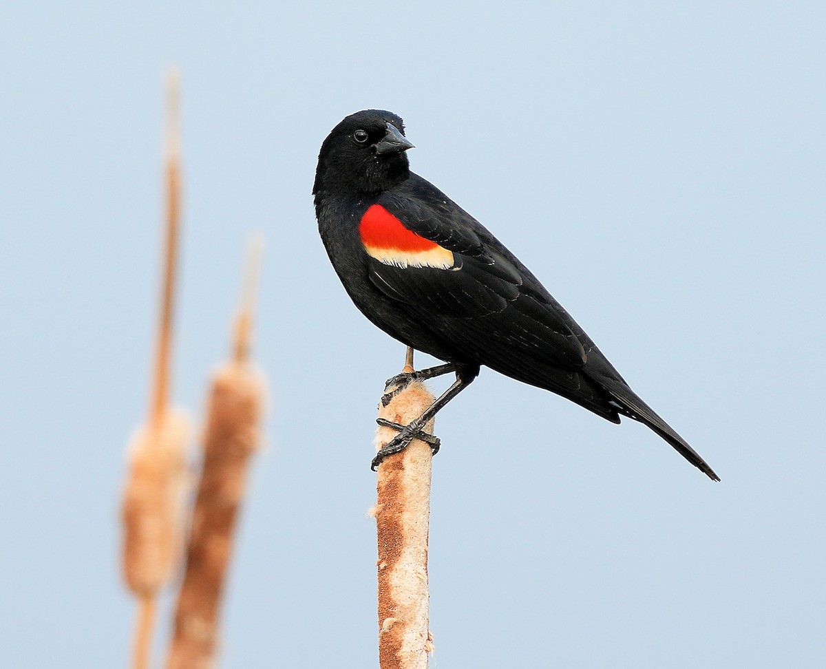 Red-winged Blackbird - ML646080691