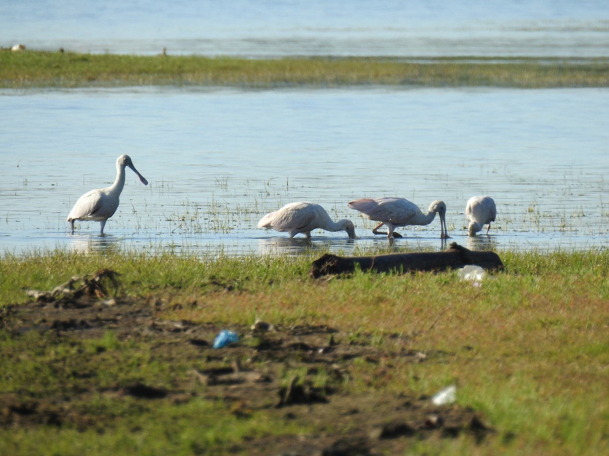 Косар рожевий - ML646080699
