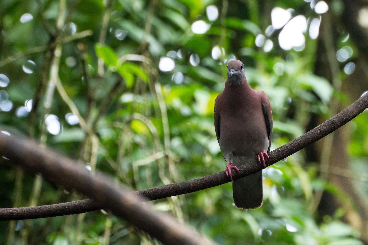 Paloma Colorada - ML646080701