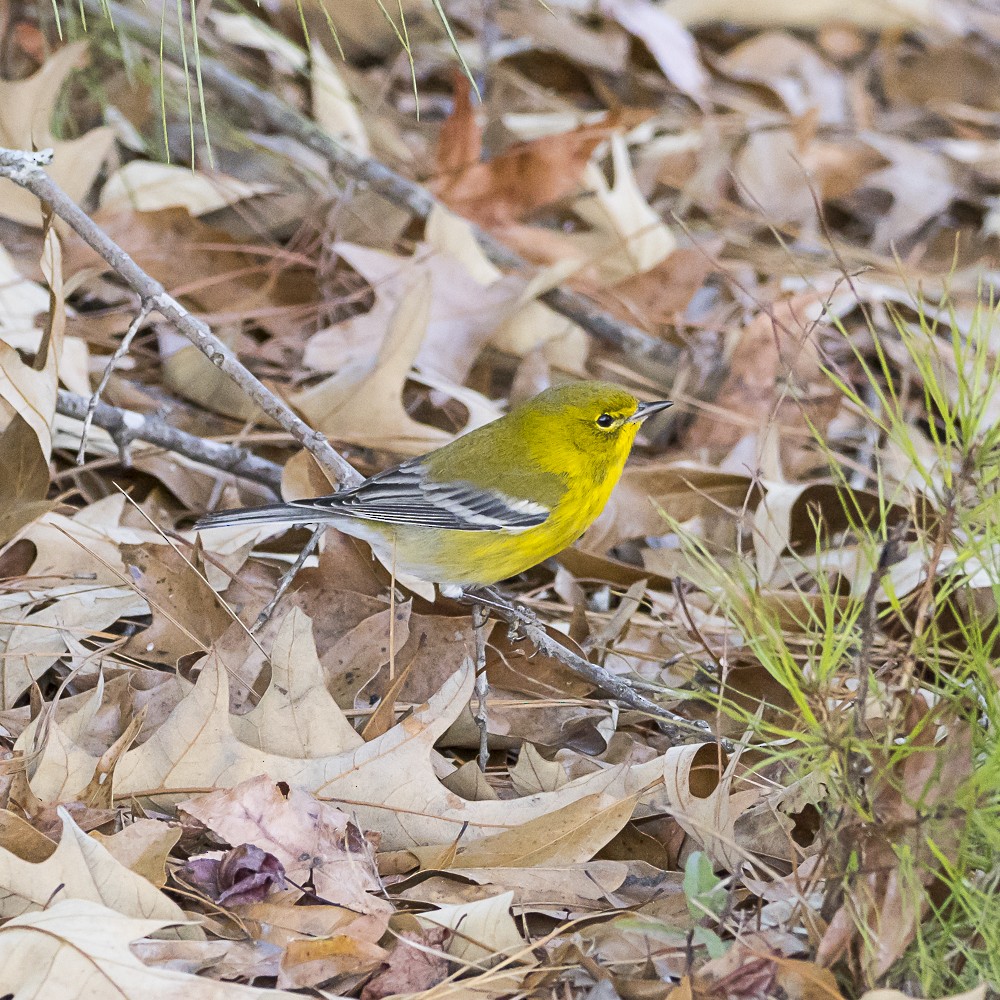 Reinita del Pinar - ML646080703