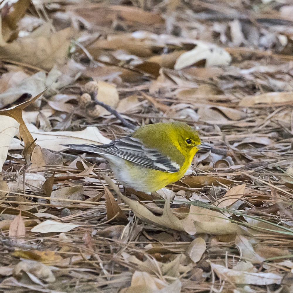 Reinita del Pinar - ML646080704