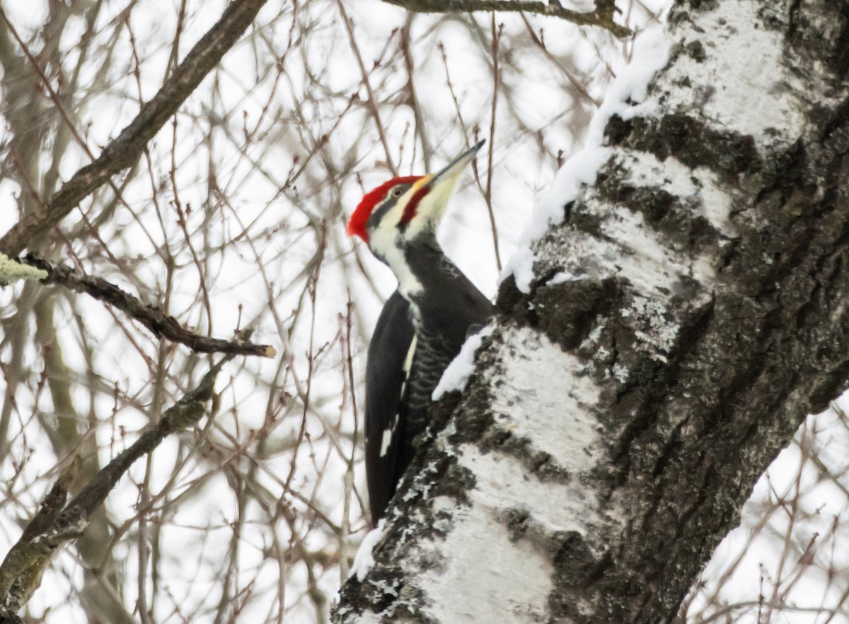 Pileated Woodpecker - ML646080715