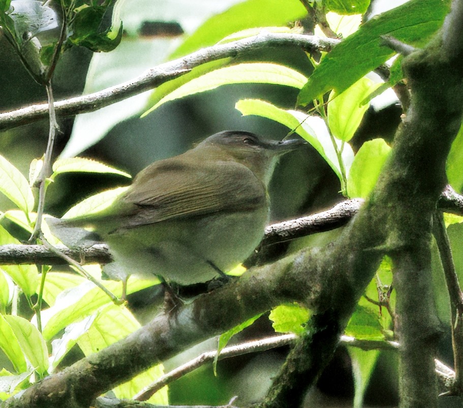 Красноглазый виреон - ML646080716