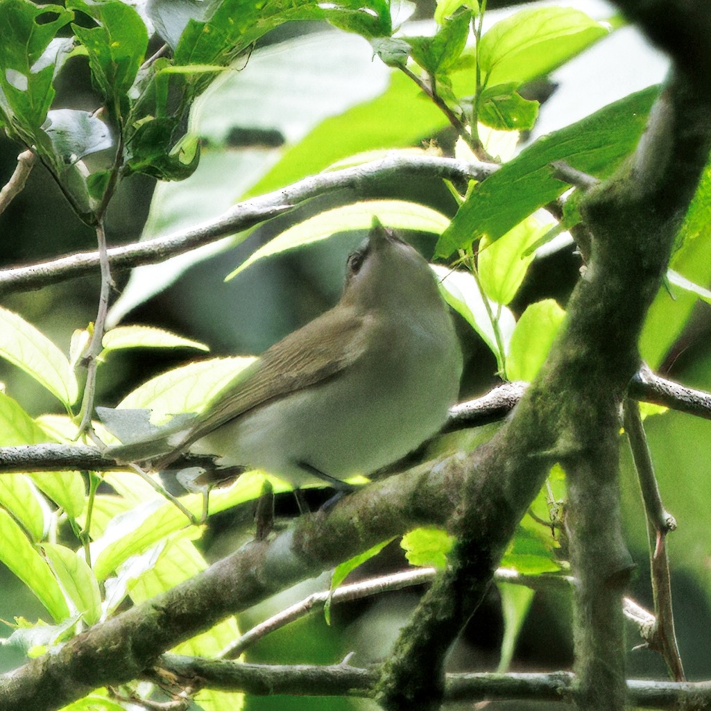 Красноглазый виреон - ML646080717