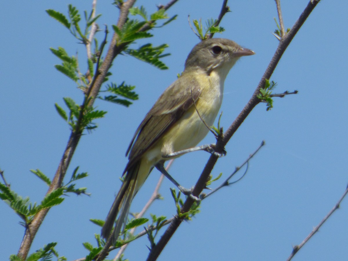 Bell's Vireo - ML646080720